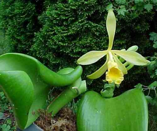 Vanilla lutescens